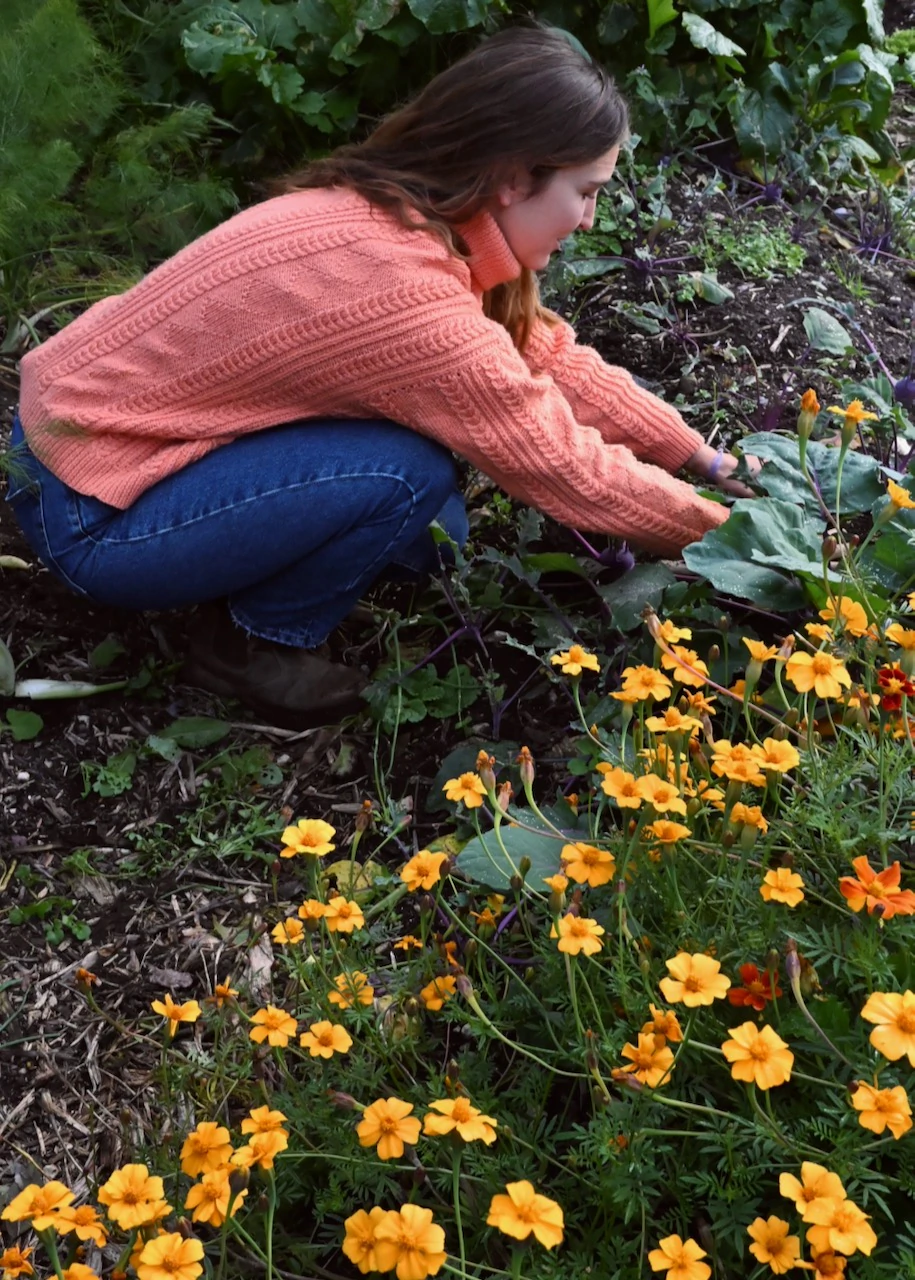 Femme accroupie en train de récolter des légumes au milieu de fleurs orange dans le jardin de la ferme